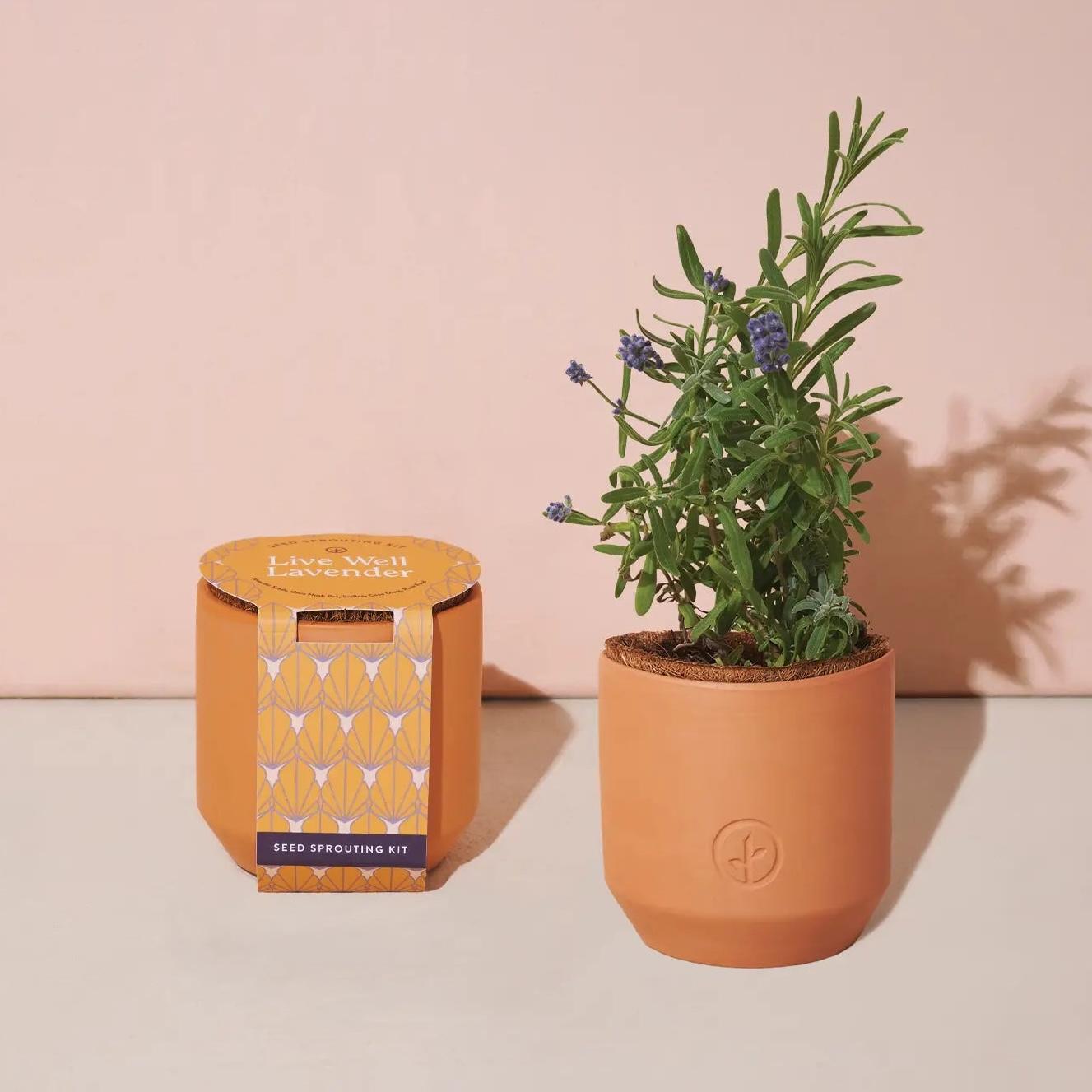 Lavender Seed Sprouting Terracotta Kit