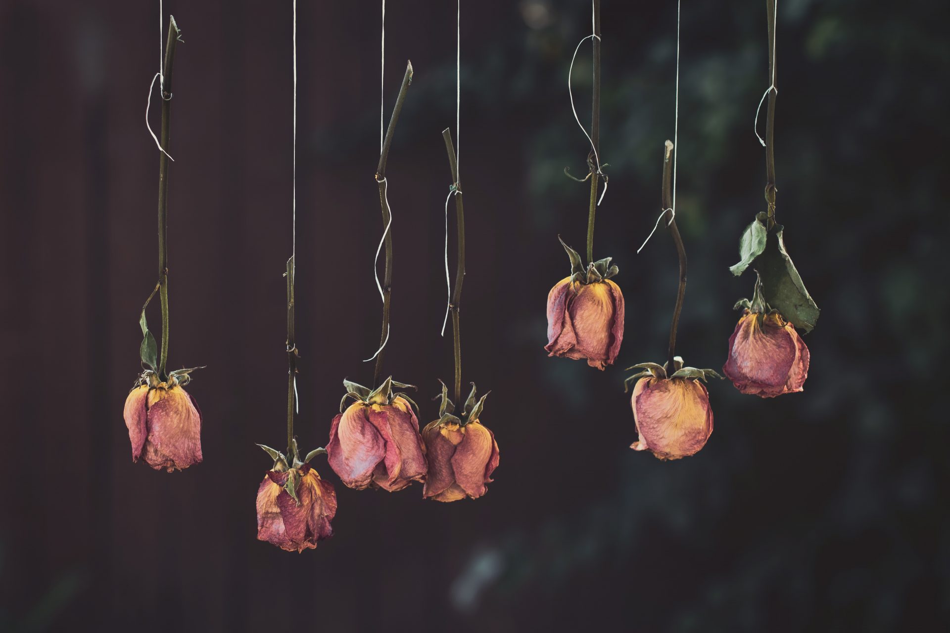 6 Easy Ways to Preserve Roses - The Infinity Roses Blog